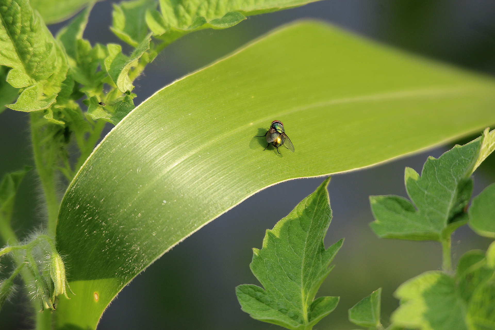 Close-up of fly on leaf, KY, Jul. 2024