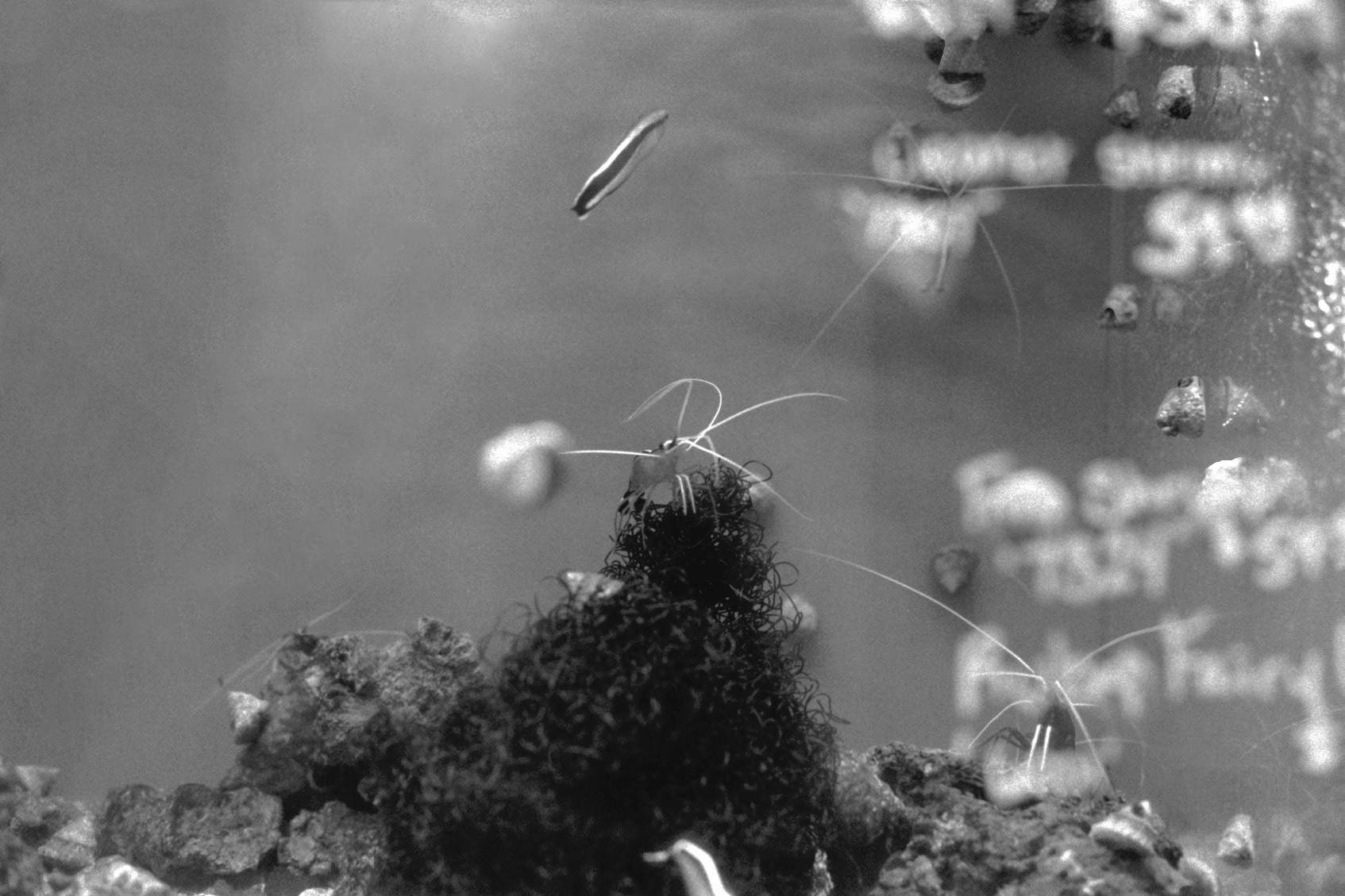 Sandy's Pet Shop, KY, Nov. 2023