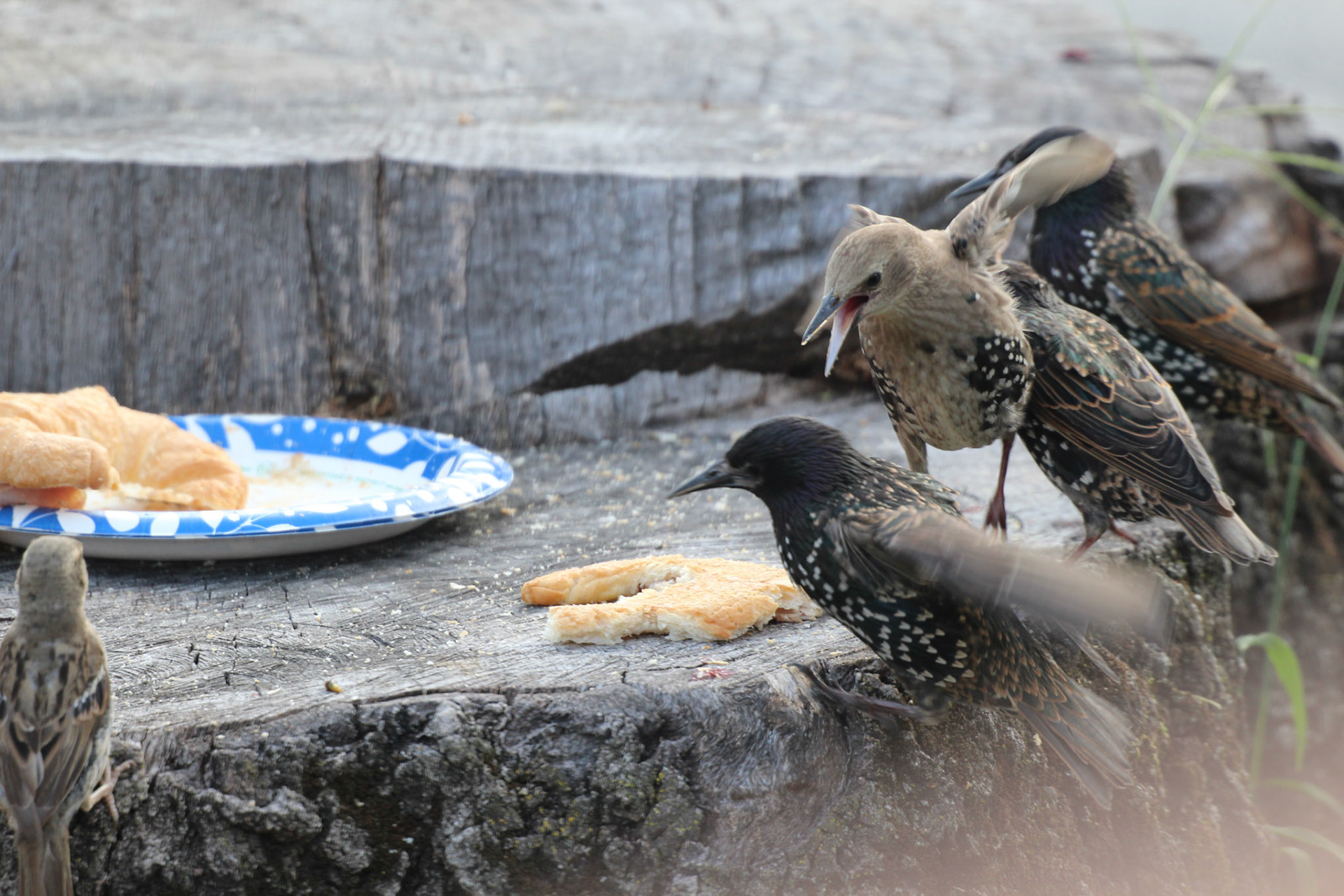 Flock of European starlings and house sparrows, KY, Aug. 2024