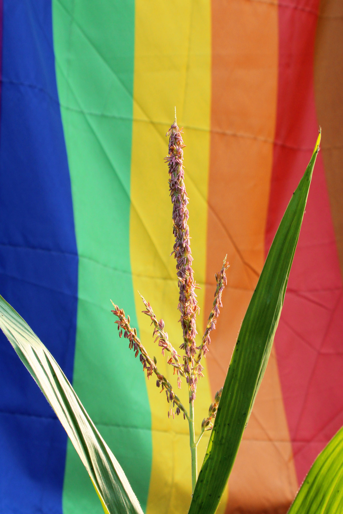 Young corn plant in front of pride flag, KY, Jul. 2024