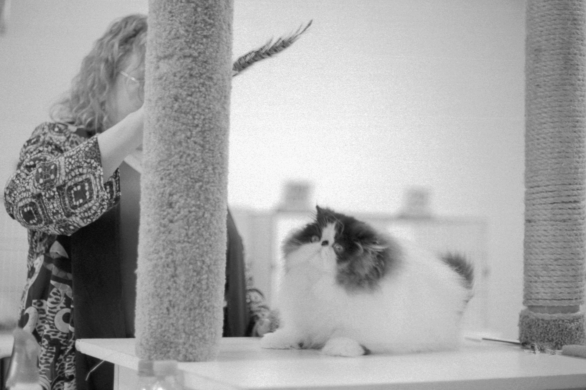 ACFA Cat Show, KY, Oct. 2025