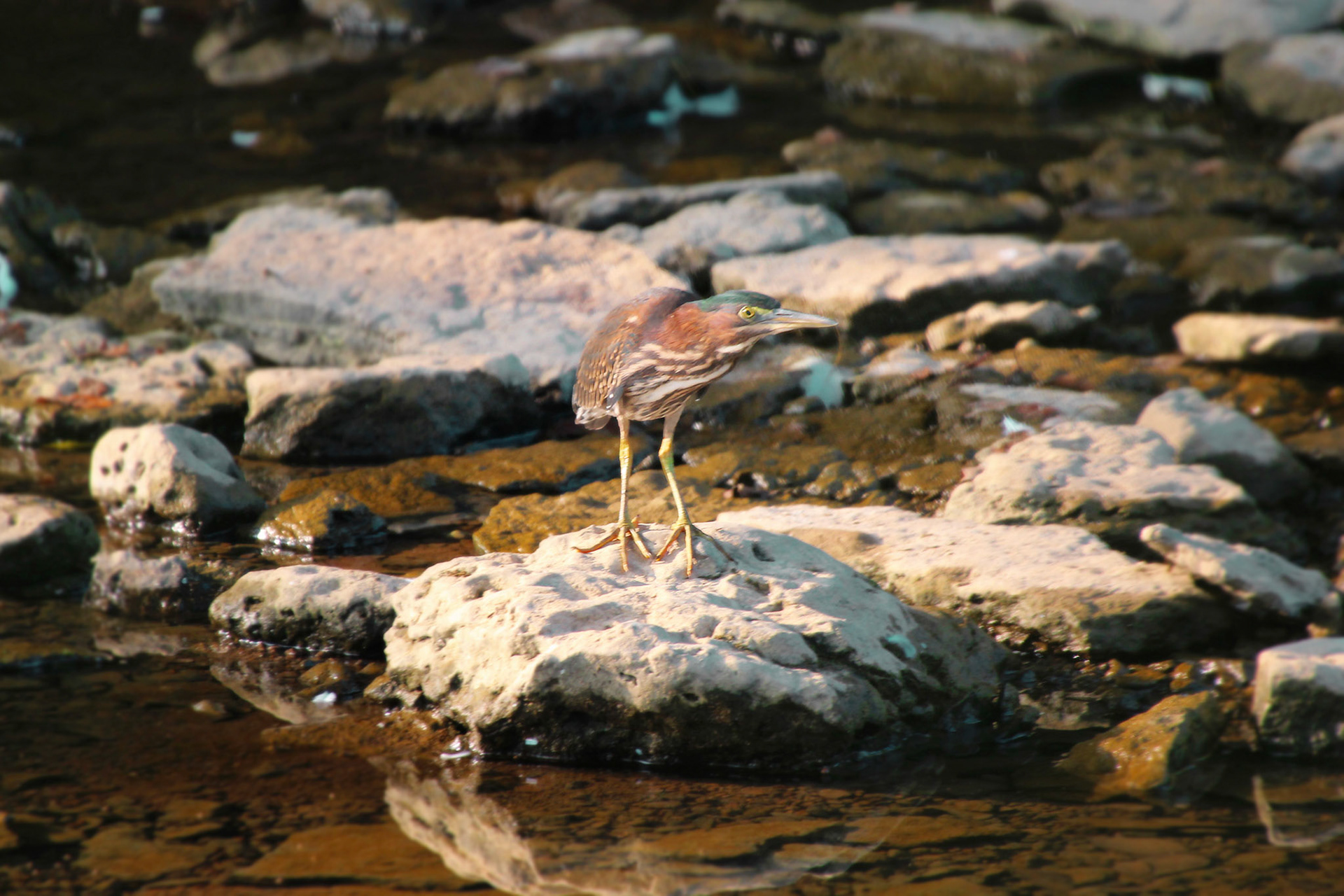 Green heron, Beckley Creek Park, KY, Aug. 2024