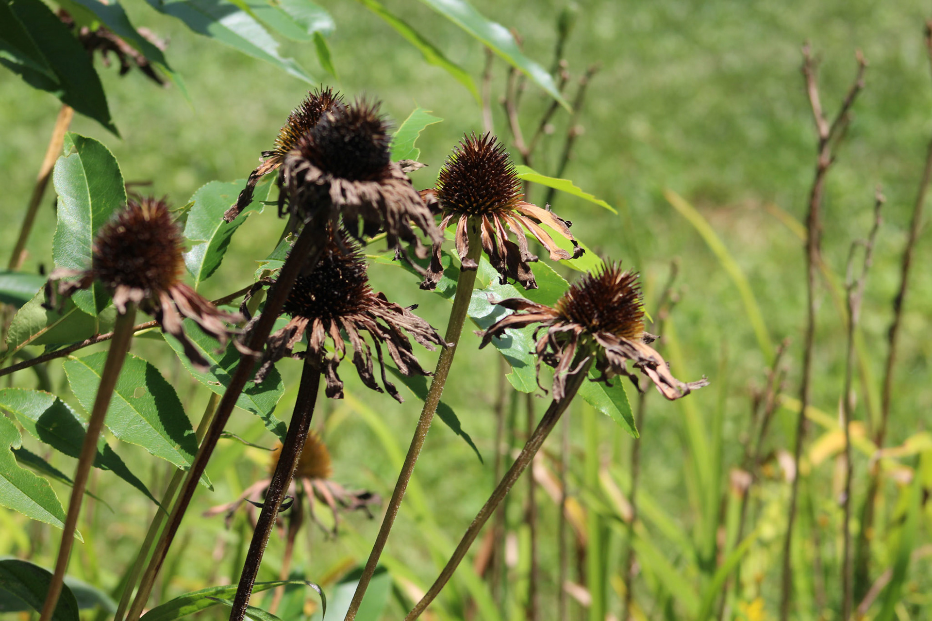 Coneflowers, KY, Aug. 2023