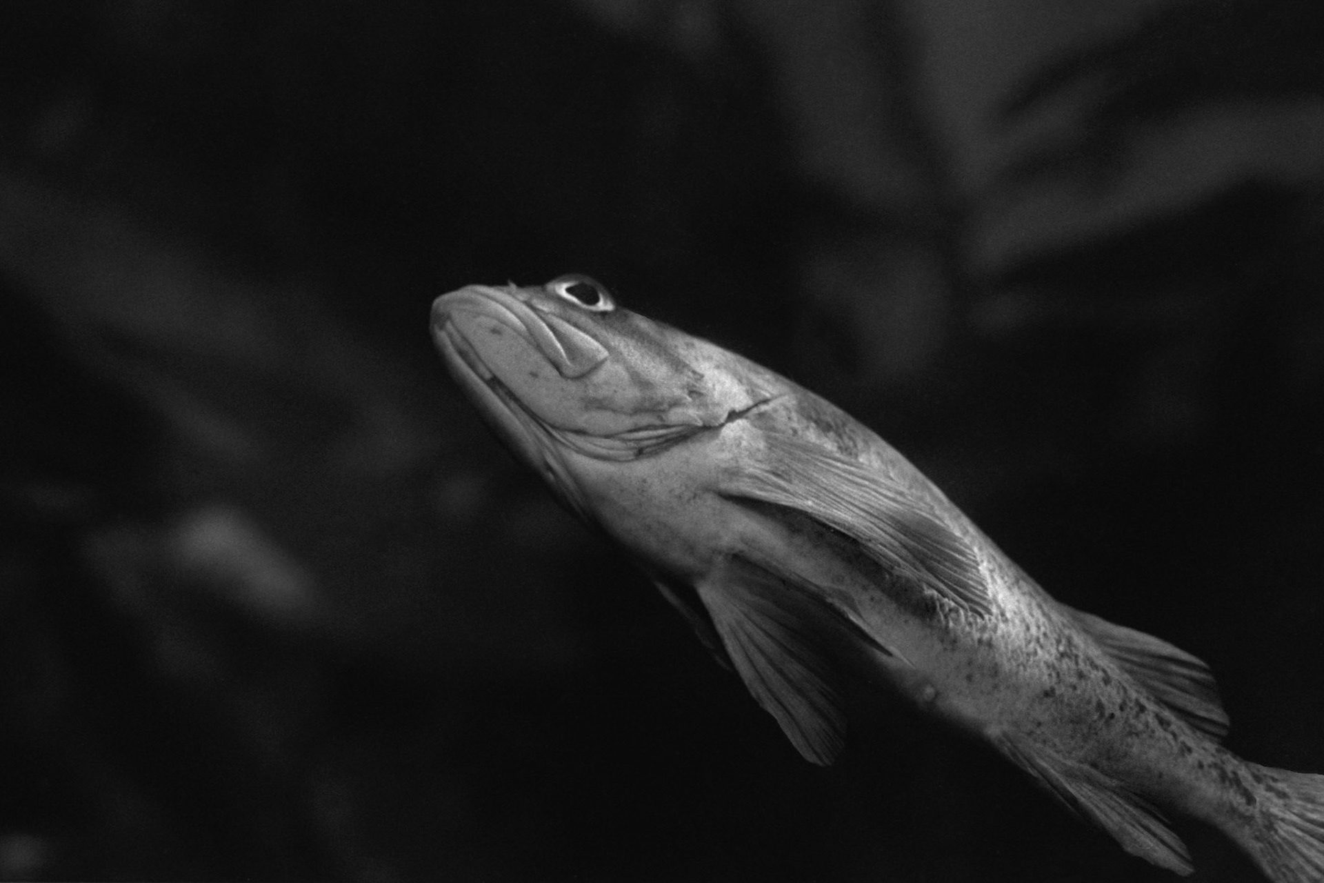 Newport Aquarium, KY, Nov. 2023