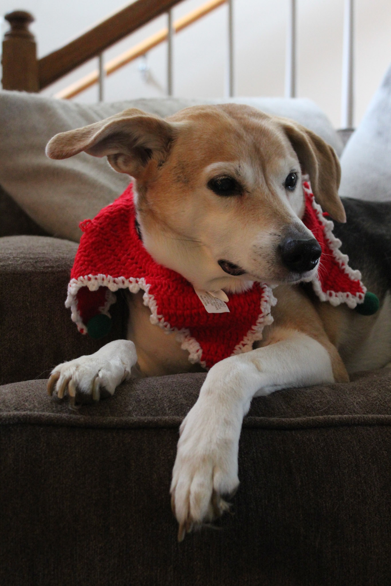 Beagle mix dog wearing crochet holiday accessory, KY, Dec. 2024