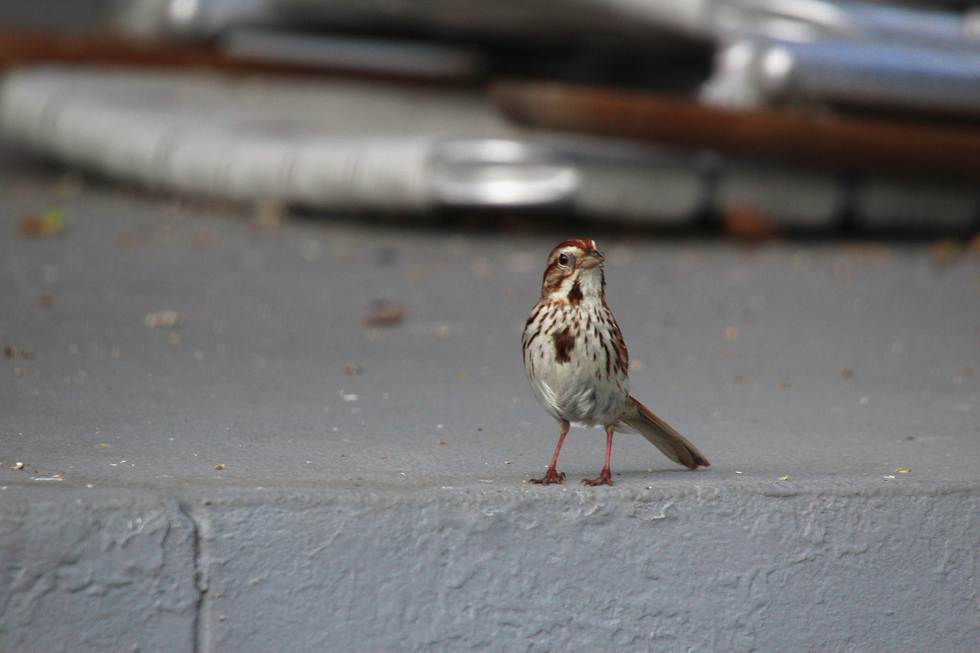 Song sparrow, KY, Aug. 2024