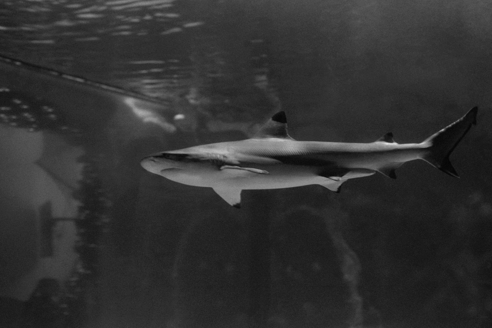 Newport Aquarium, KY, Nov. 2023