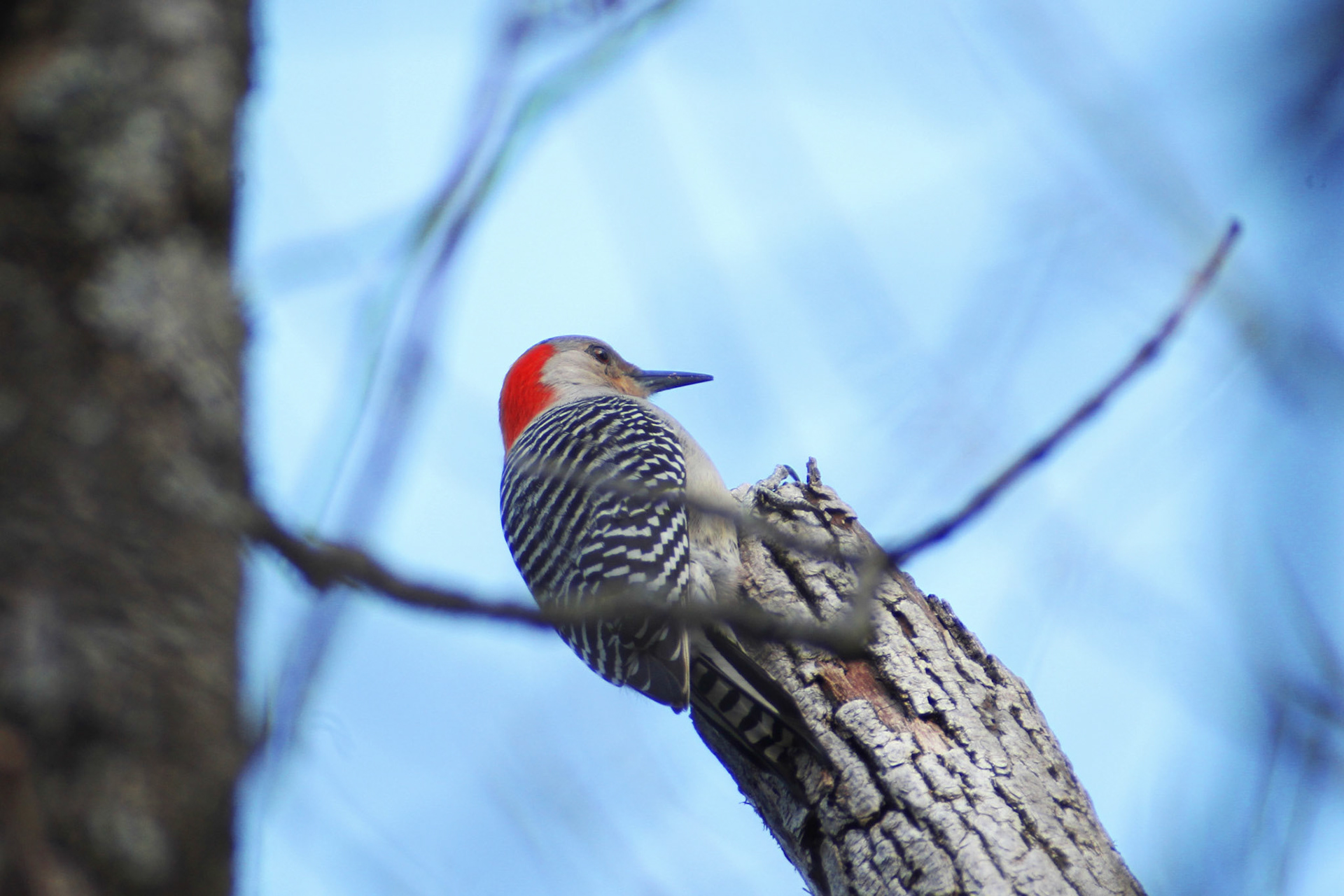 Red-bellied woodpecker, Nettleroth Bird Sanctuary, KY, Mar. 2024