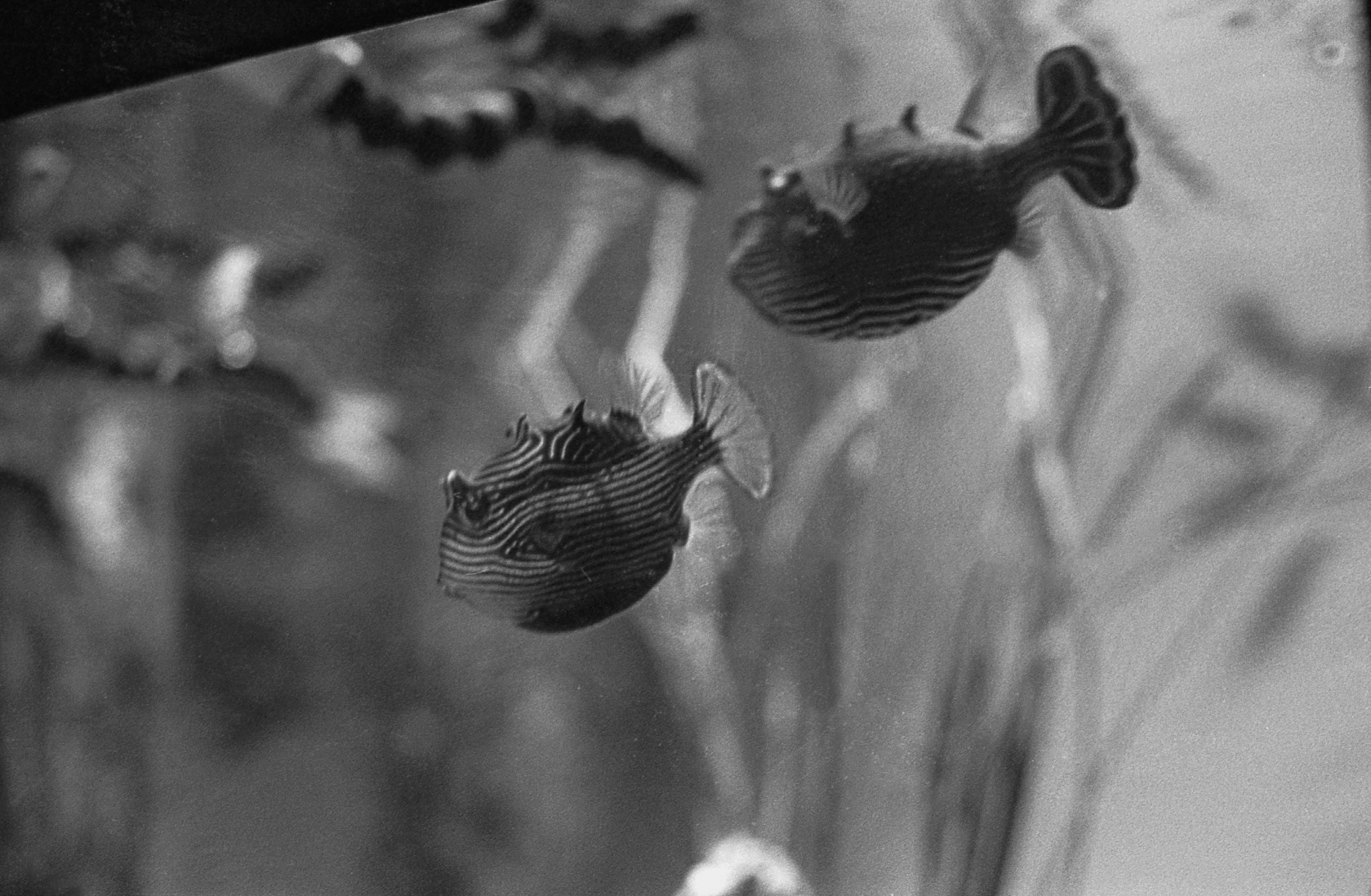 Ripley's Aquarium of the Smokies, TN, May 2024