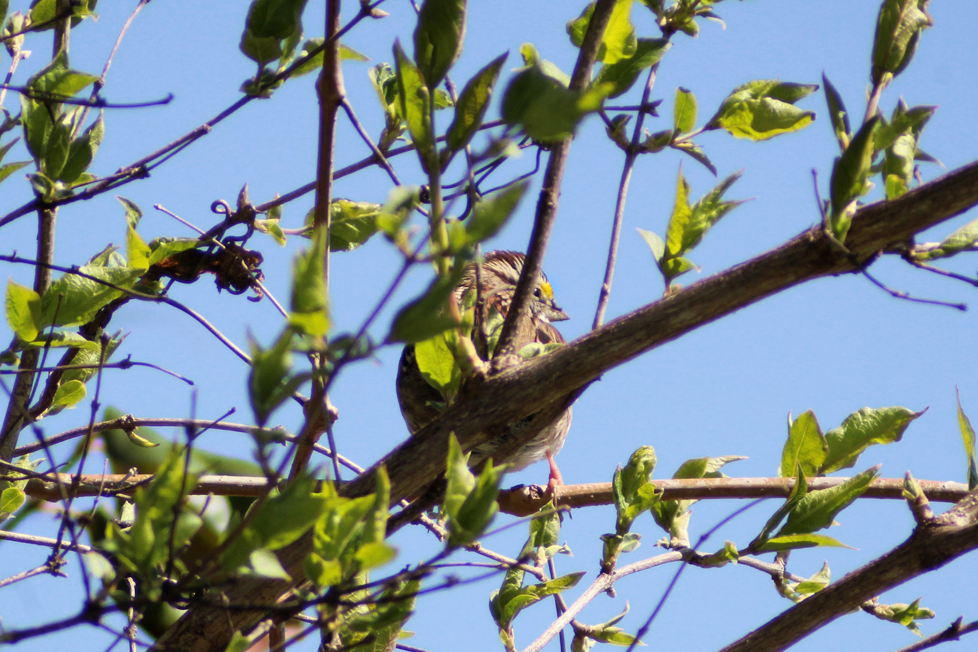 White-throated sparrow, Garvin Brown Nature Preserve, KY, Mar. 2024
