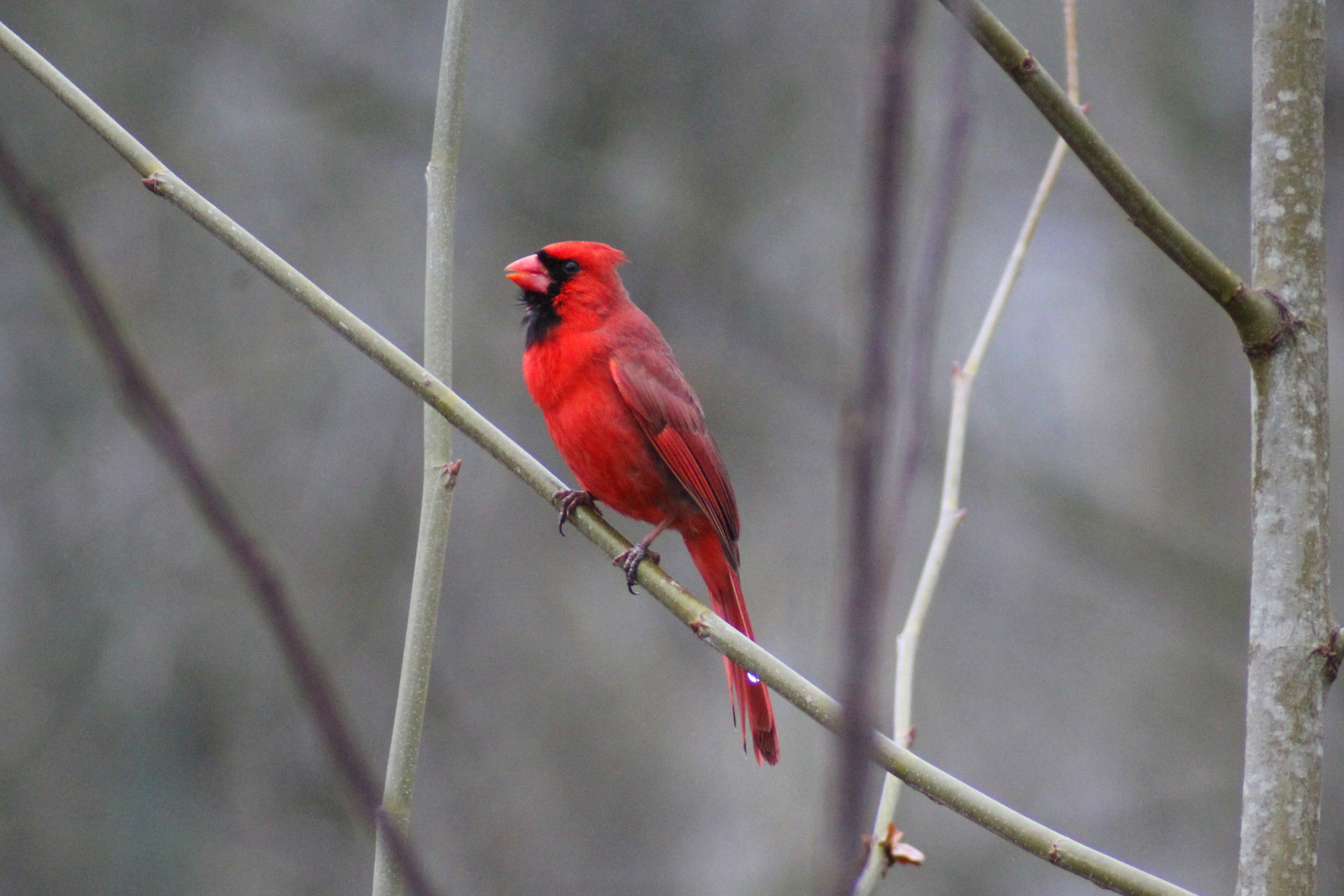 Northern cardinal, Brown Park, KY, Mar. 2024