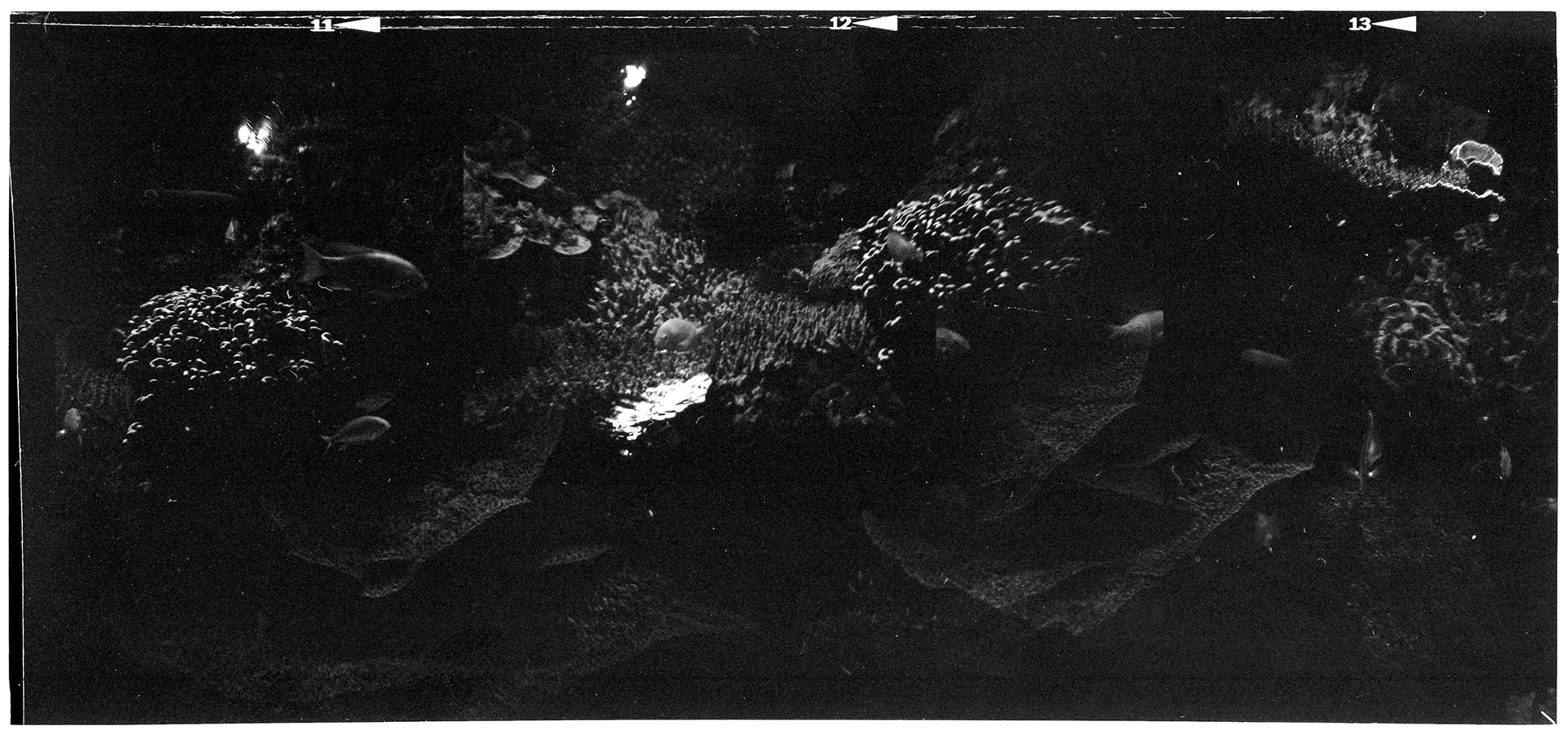 Ripley's Aquarium of the Smokies, TN, May 2024