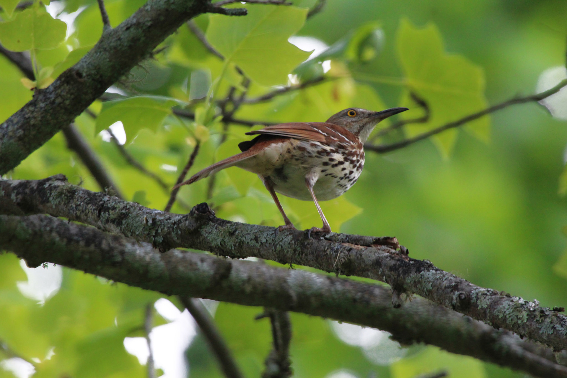 Brown thrasher, Gatlinburg, TN, May 2024