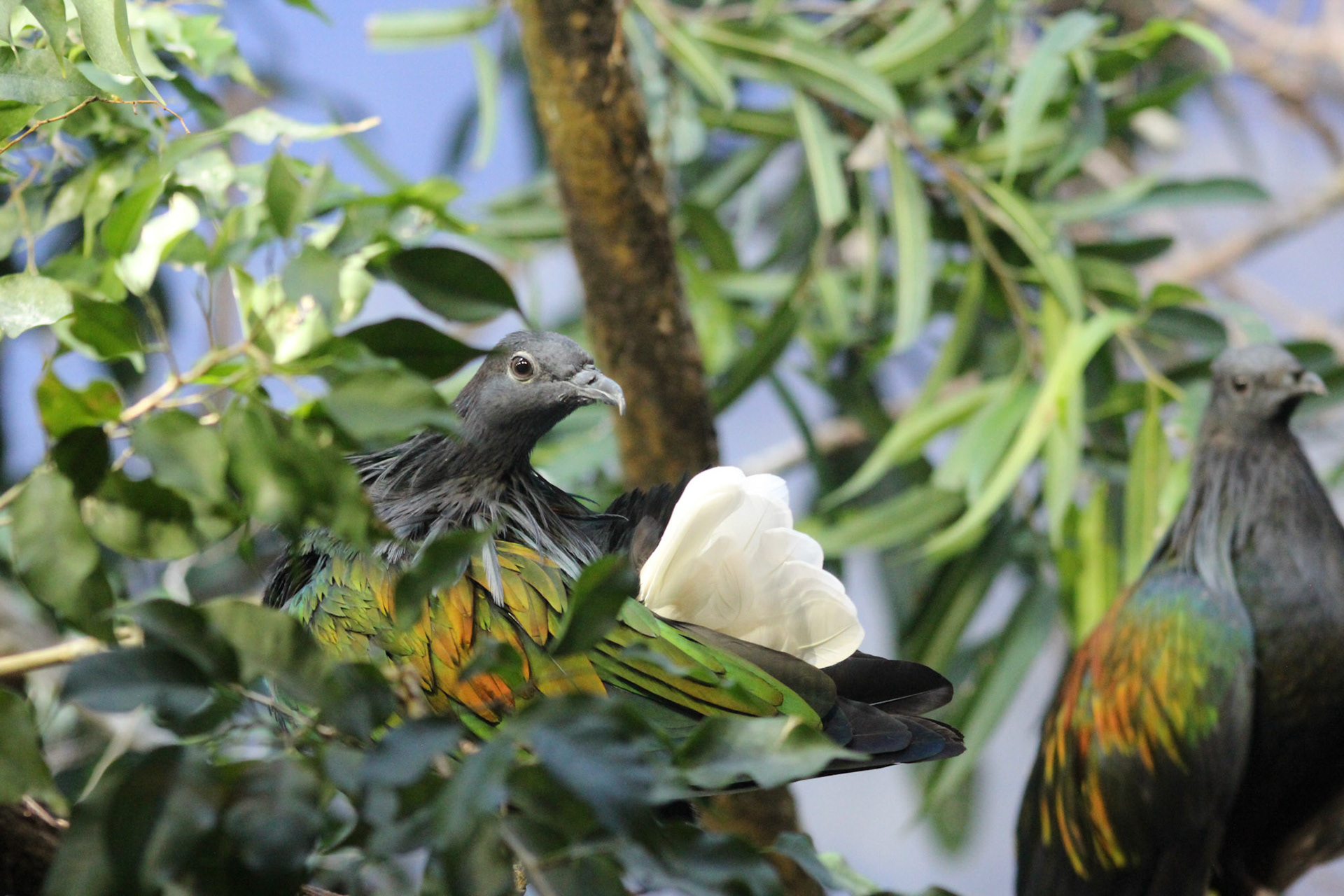 Louisville Zoo, KY, Aug. 2023