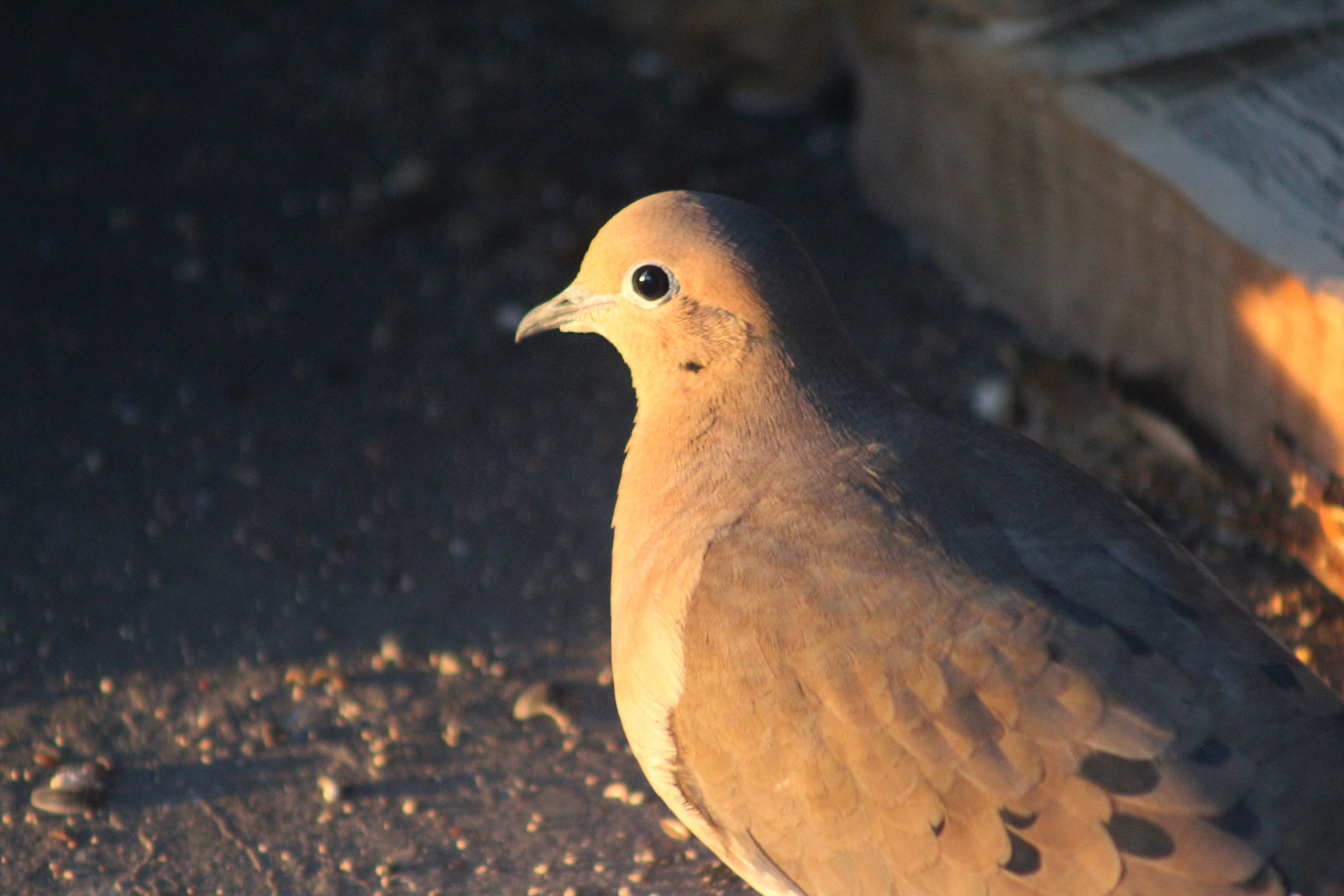 Mourning dove, KY, Feb. 2024