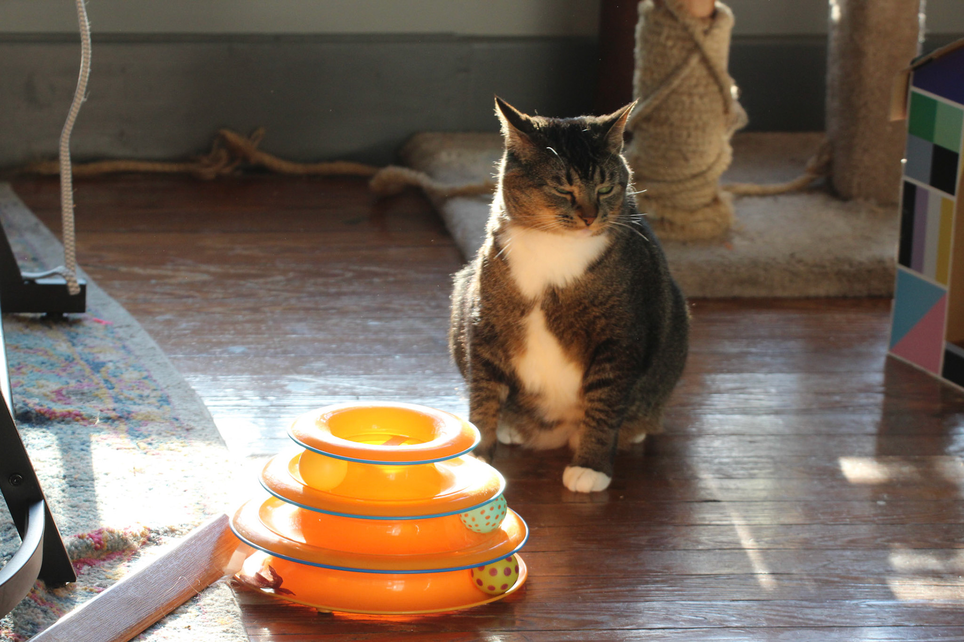 Tabby cat, KY, Apr. 2024