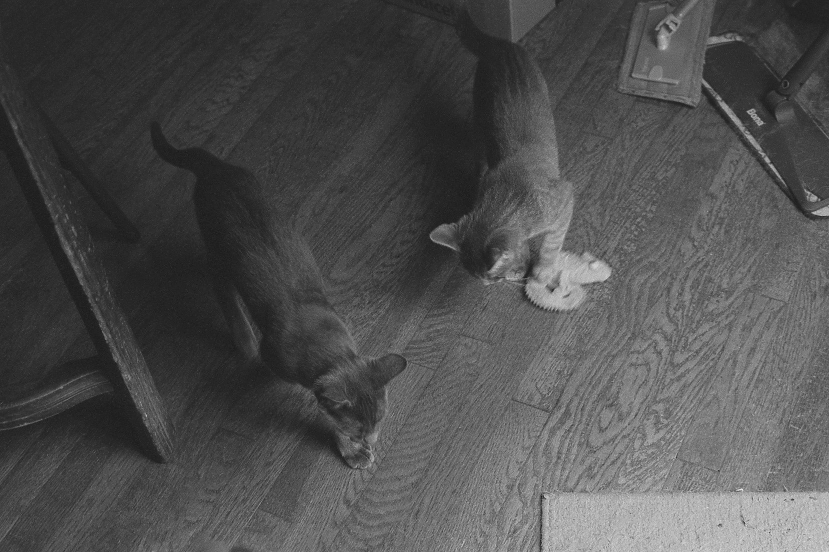 Two kittens play with toys, KY, Nov. 2024