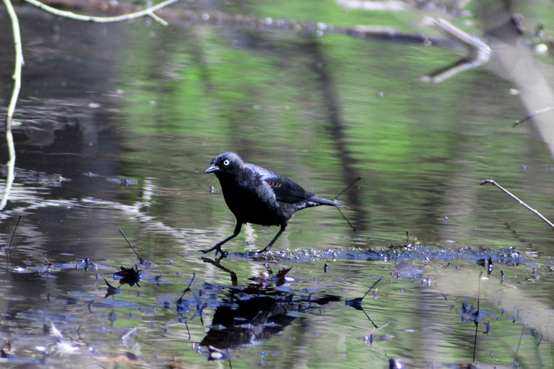 Rusty blackbird, Garvin Brown Nature Preserve, KY, Mar. 2024