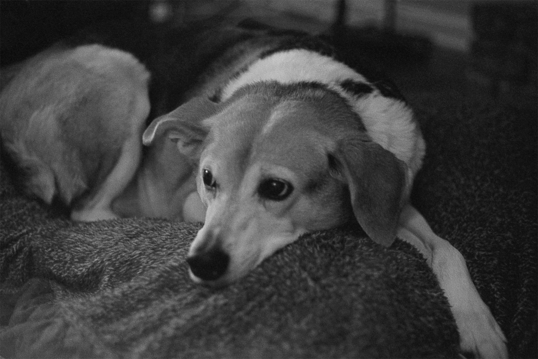 Beagle mix dog resting, KY, Apr. 2024