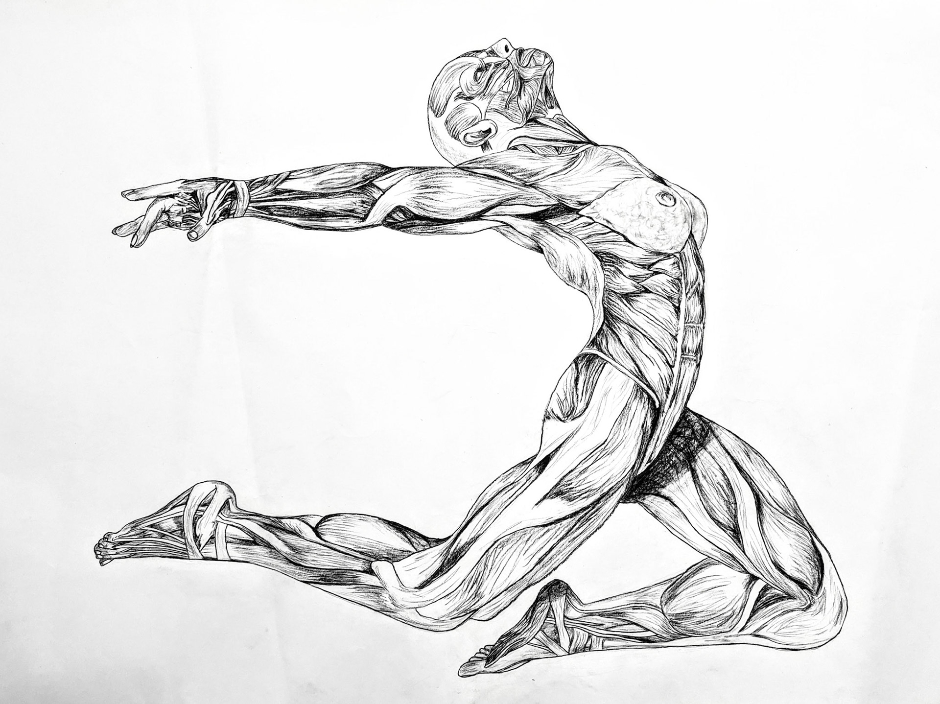 Figure drawing study: muscles, charcoal pencil on paper, Mar. 2023