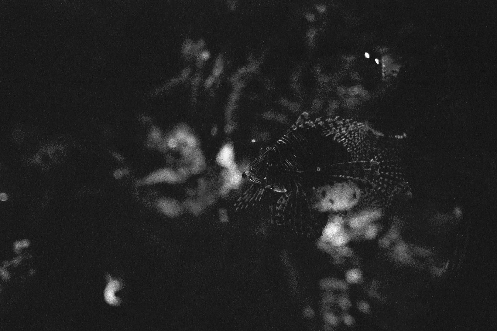 St. Louis Aquarium, MO, Jan. 2025