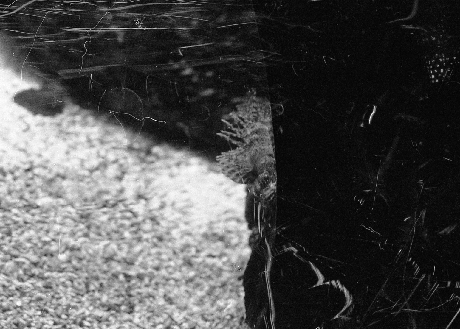 Ripley's Aquarium of the Smokies, TN, May 2024