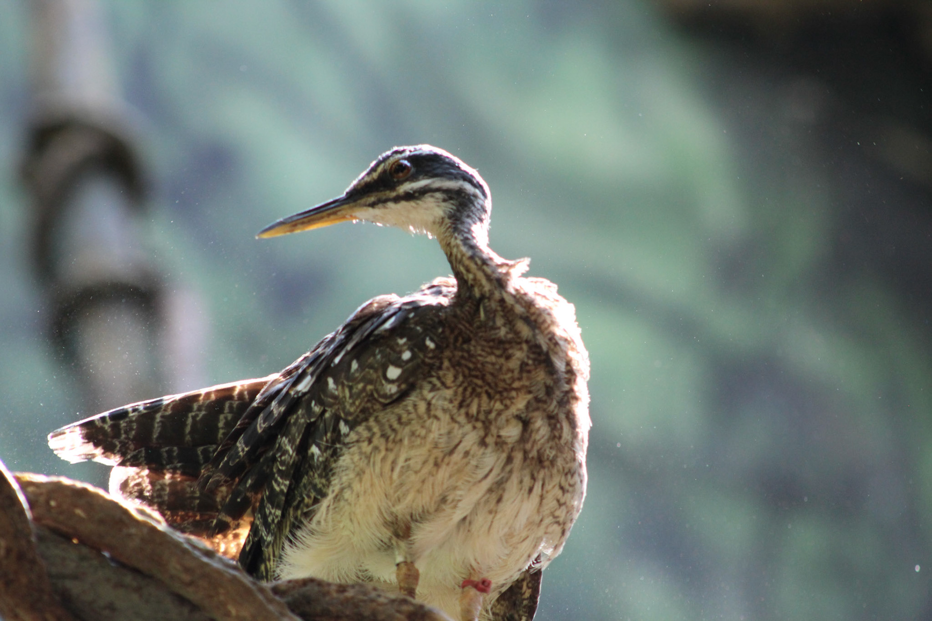 Louisville Zoo, KY, Aug. 2023