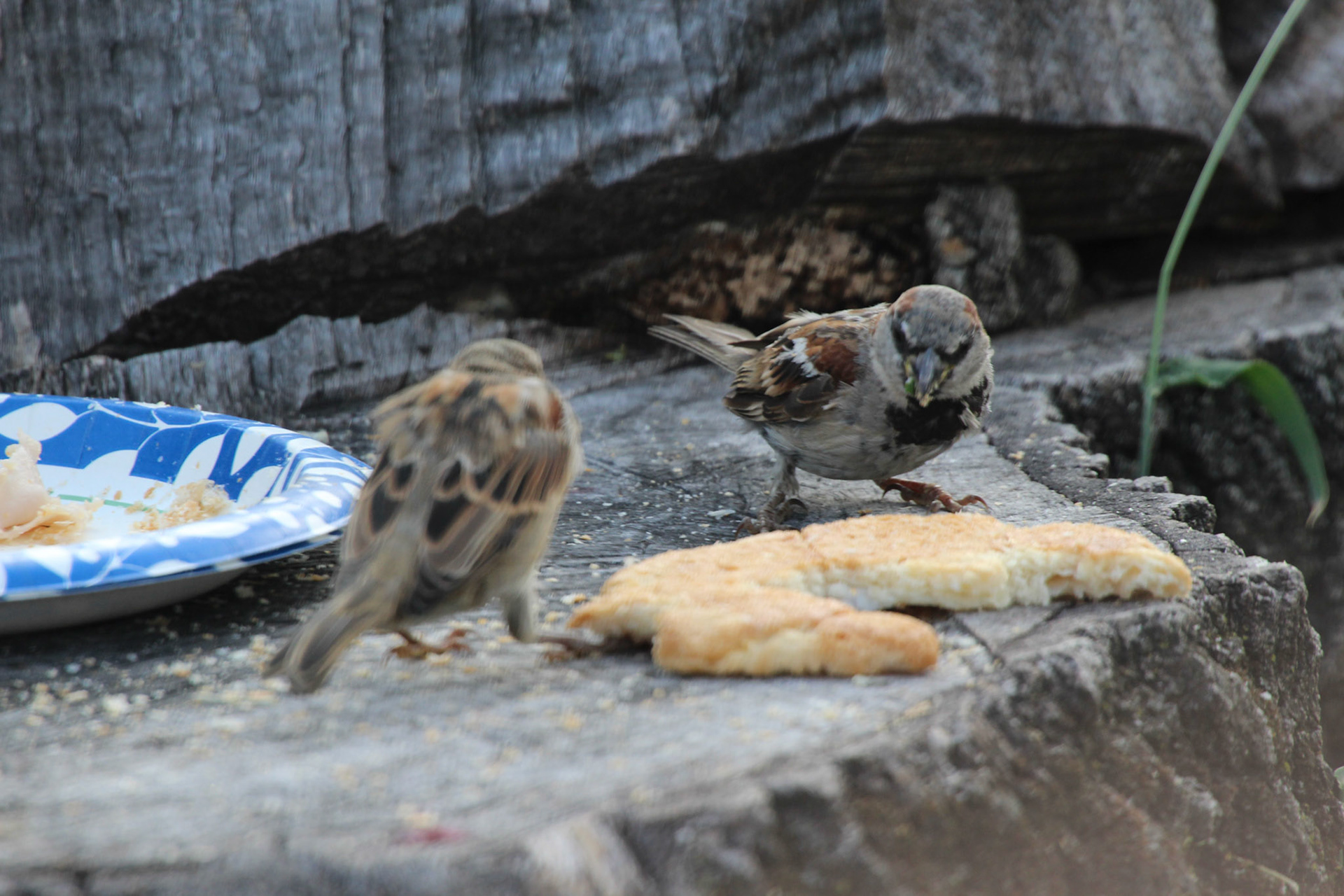 Pair of house sparrows, KY, Aug. 2024