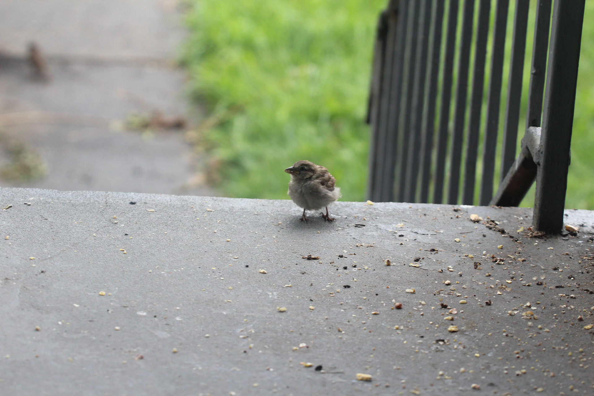 Fledgling house sparrow on porch, KY, Jun. 2024