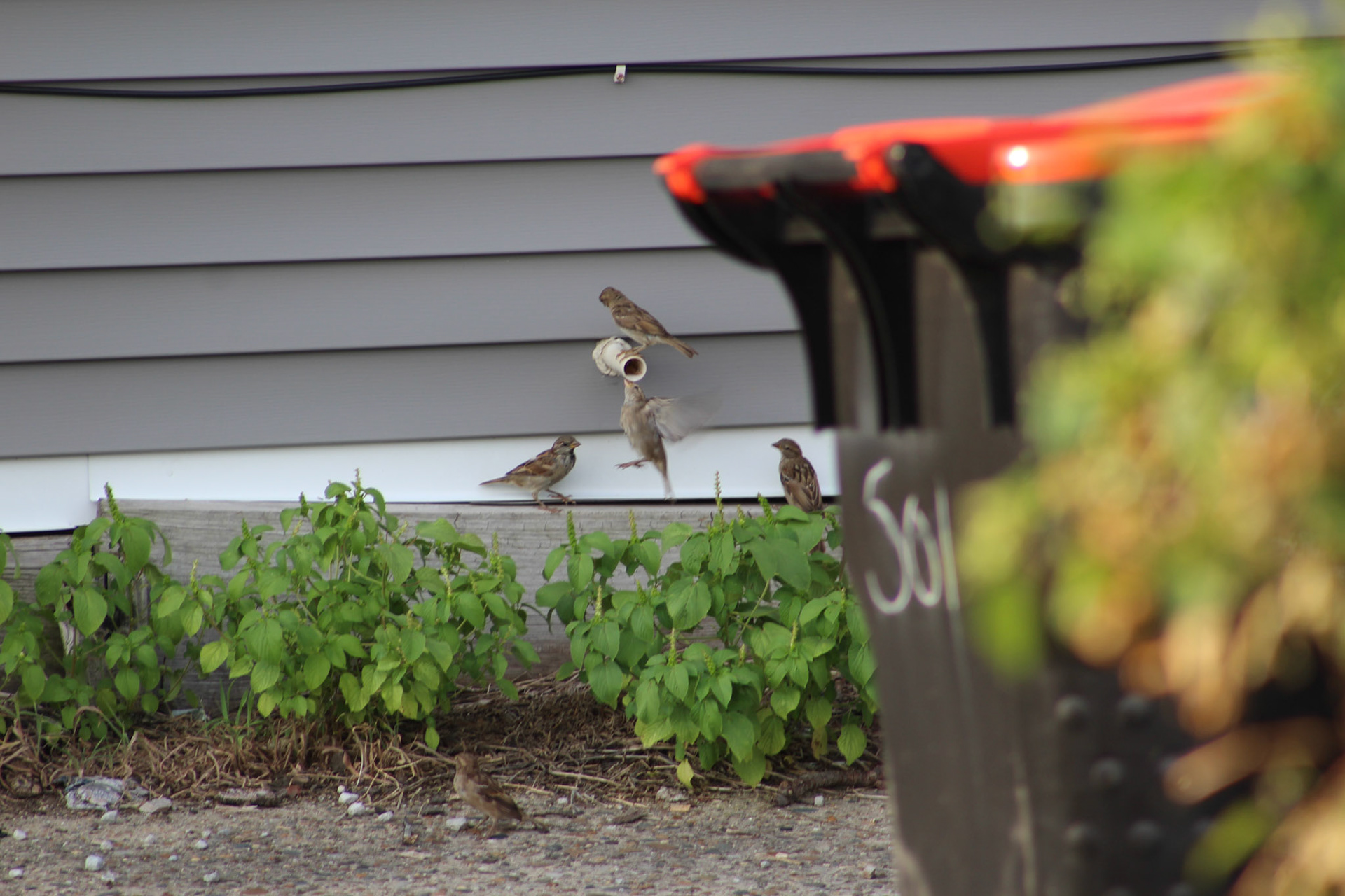Group of house sparrows, KY, Aug. 2023