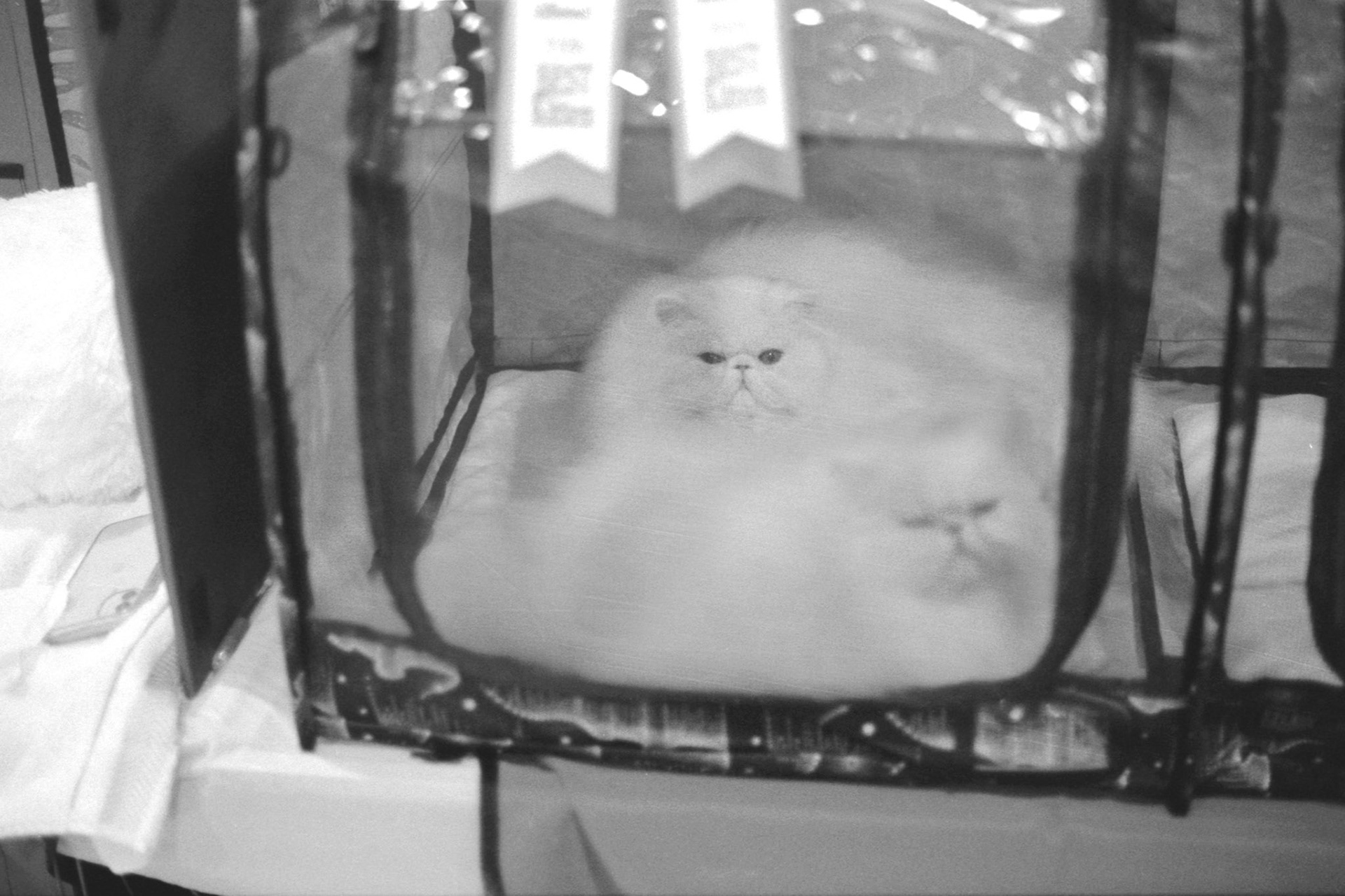 ACFA Cat Show, KY, Oct. 2025