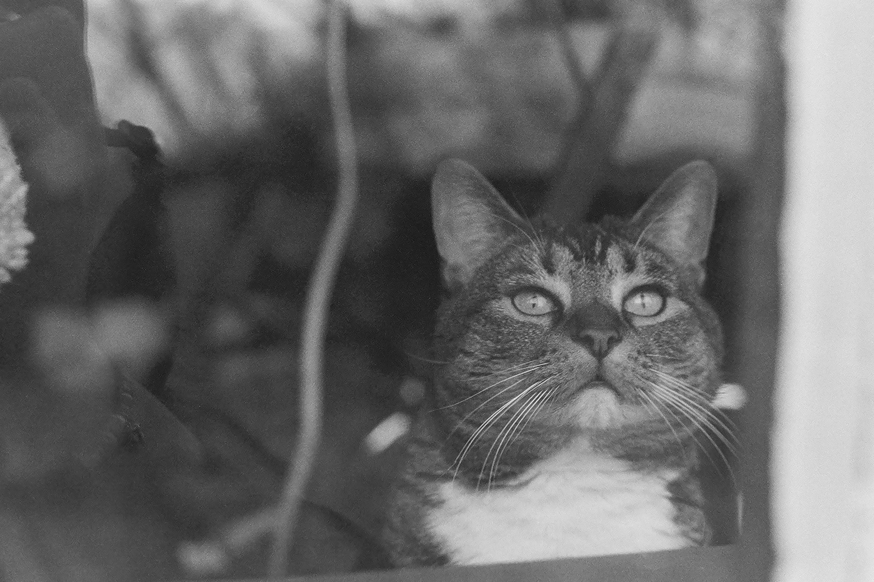 Cat looking out window, KY, Feb. 2024