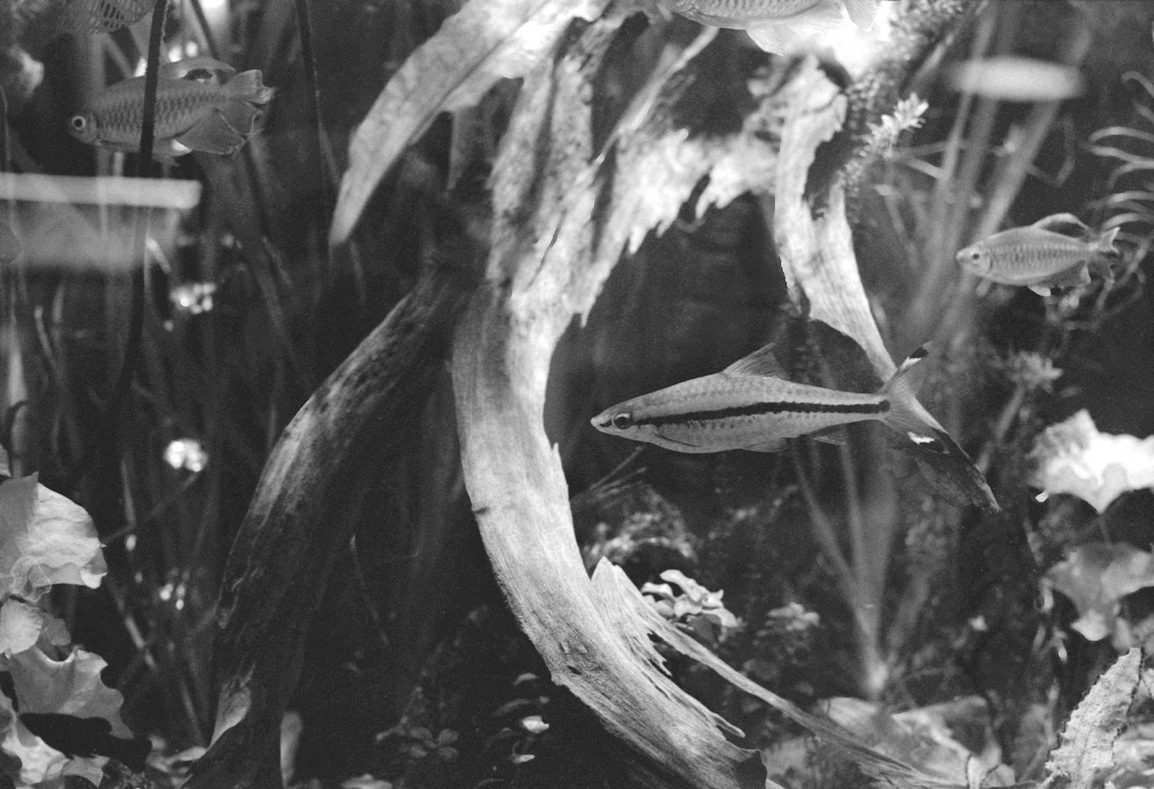 Sandy's Pet Shop, KY, Nov. 2023