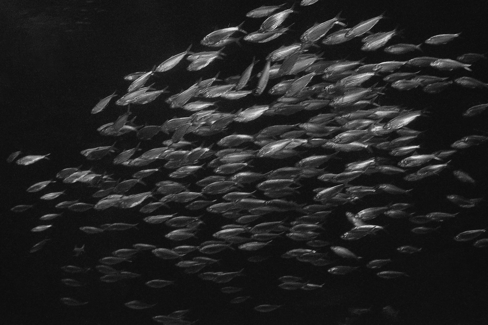 St. Louis Aquarium, MO, Jan. 2025