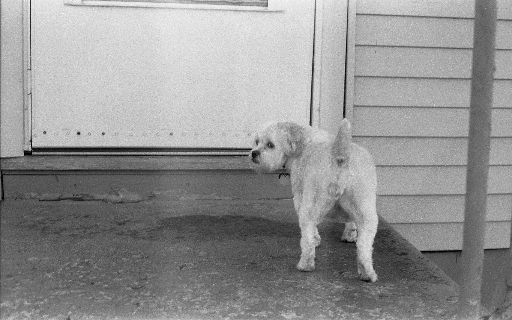 Maltipoo dog waiting outside of door, KY, Nov. 2024