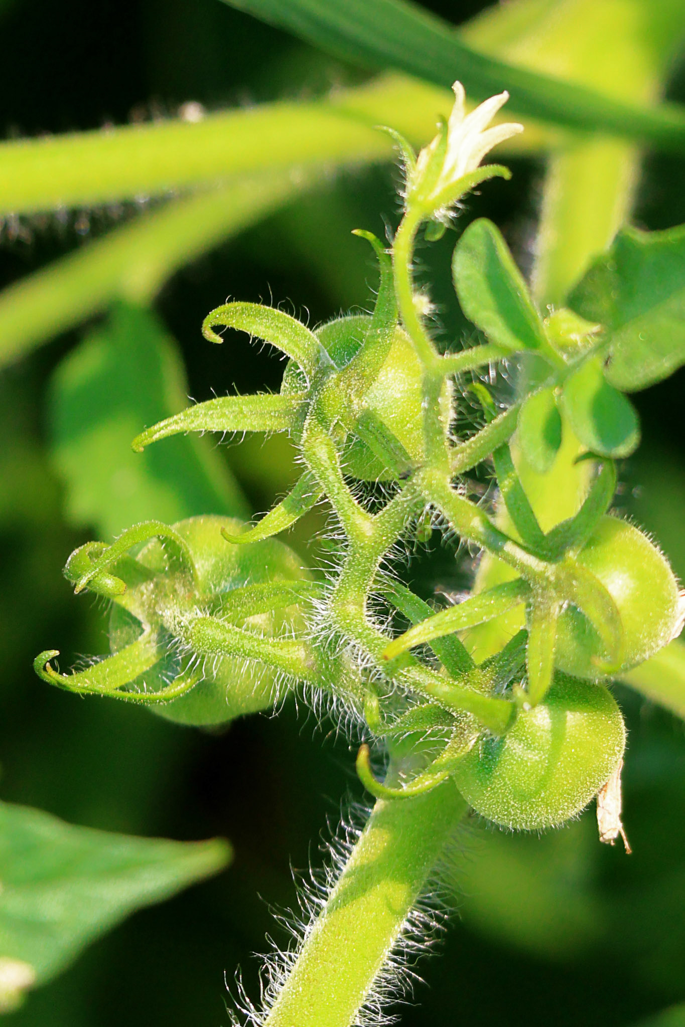 Green tomatoes on the vine, KY, Jul. 2024