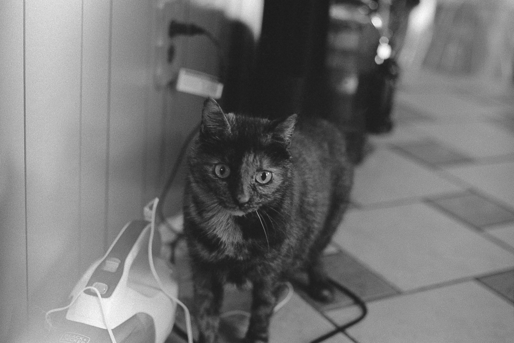 Tortoiseshell cat, KY, Nov. 2024