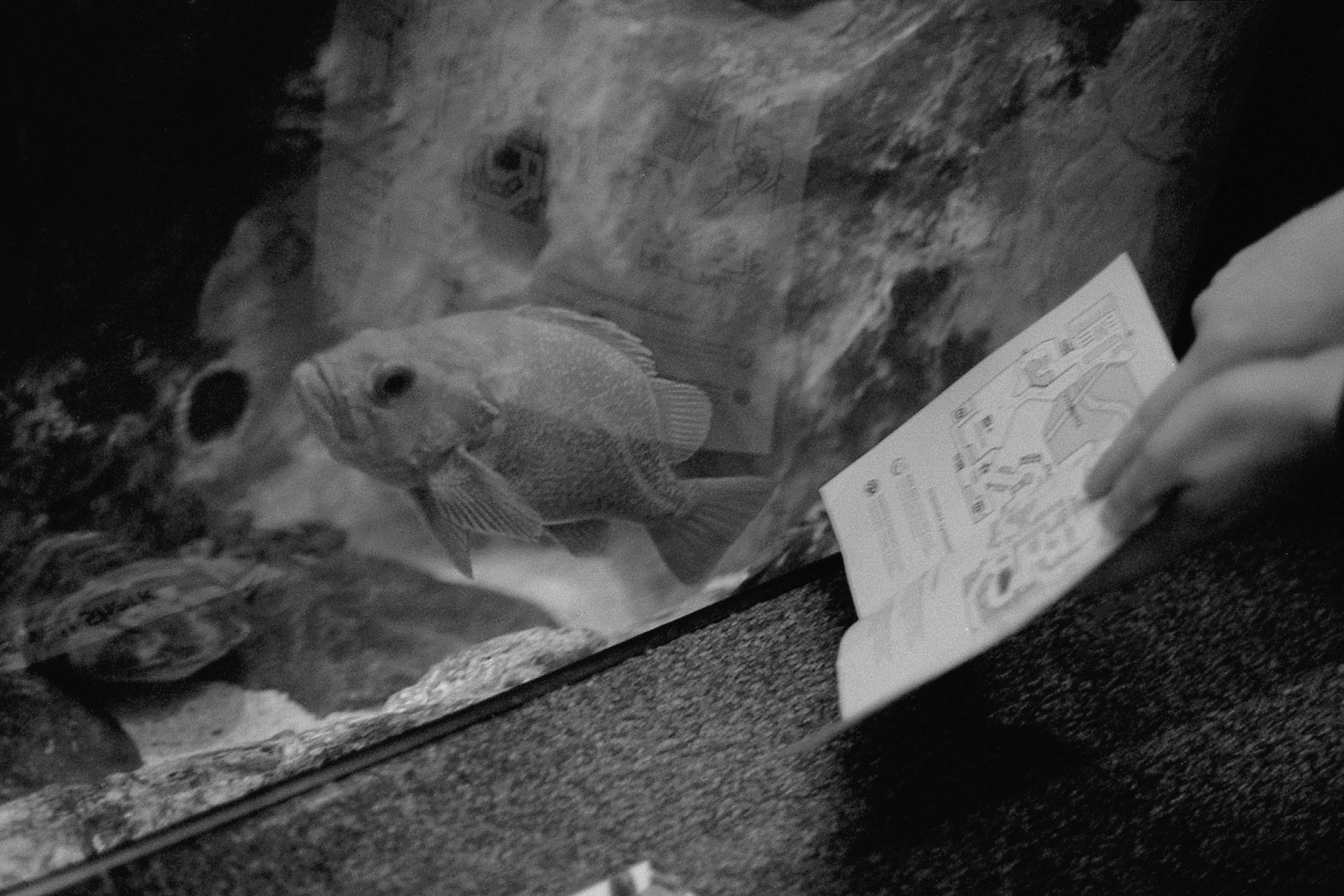 Newport Aquarium, KY, Nov. 2024