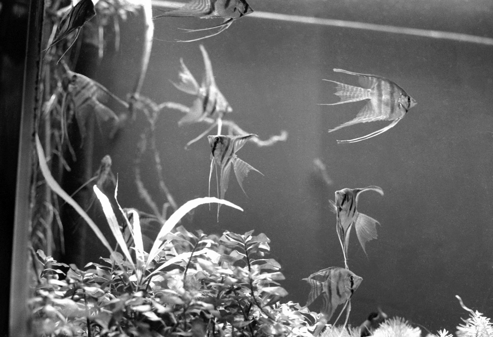 Sandy's Pet Shop, KY, Nov. 2023