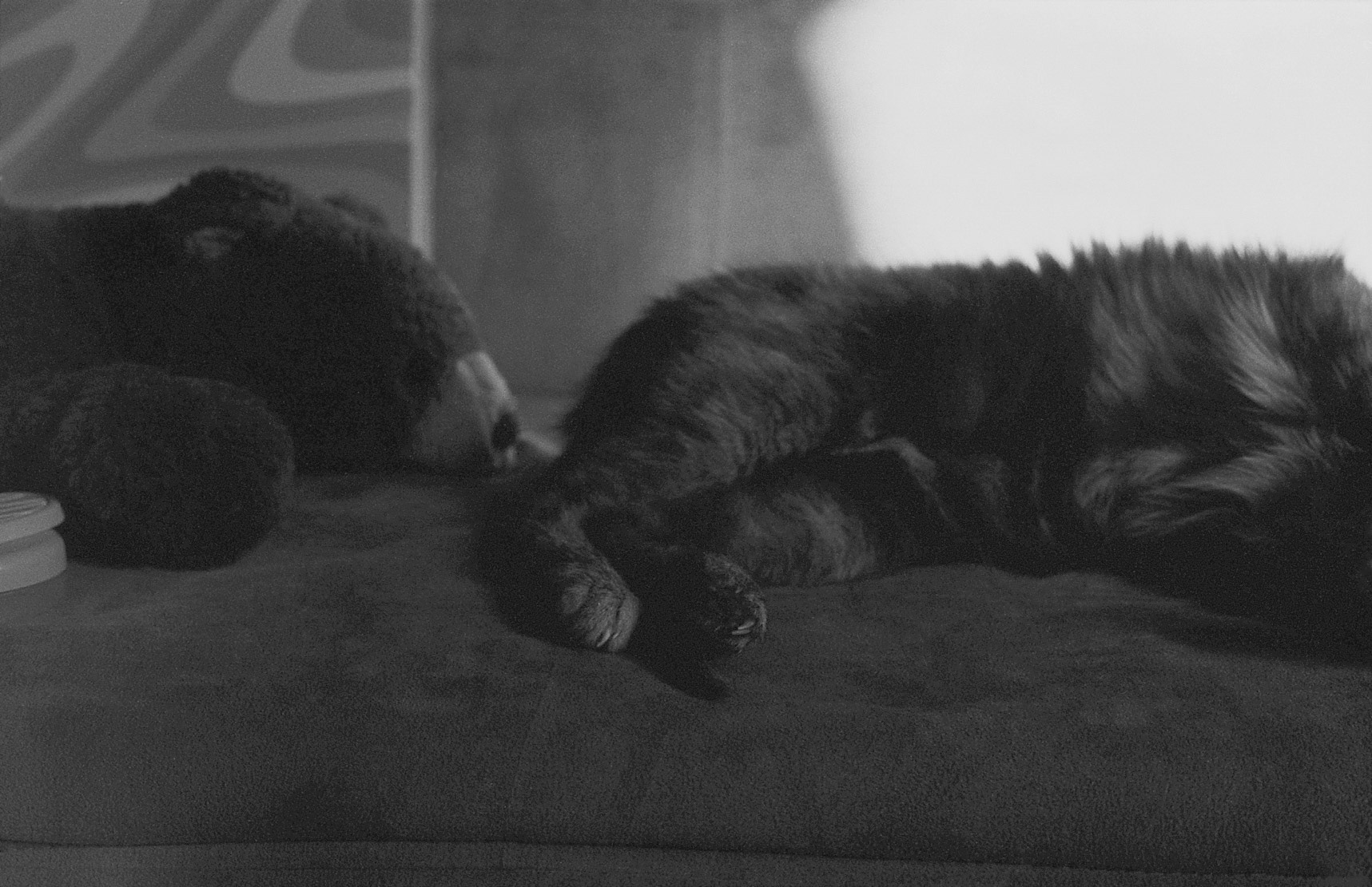 Cat feet with stuffed bear, KY, Nov. 2024