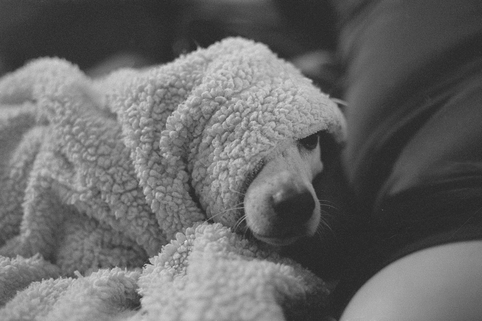 Jack Russell mix dog under blanket, KY, Apr. 2024