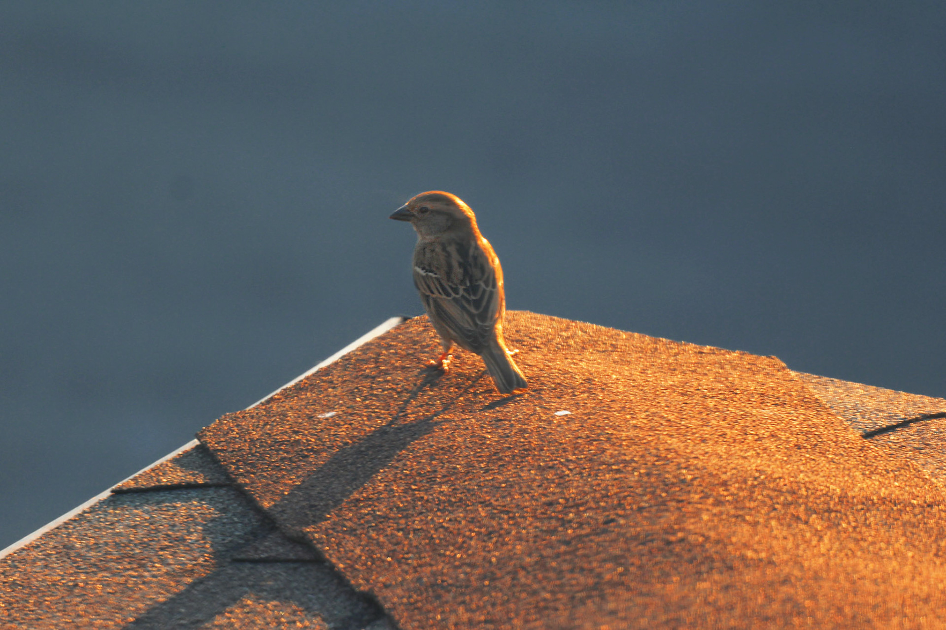 House sparrow, KY, Feb. 2025
