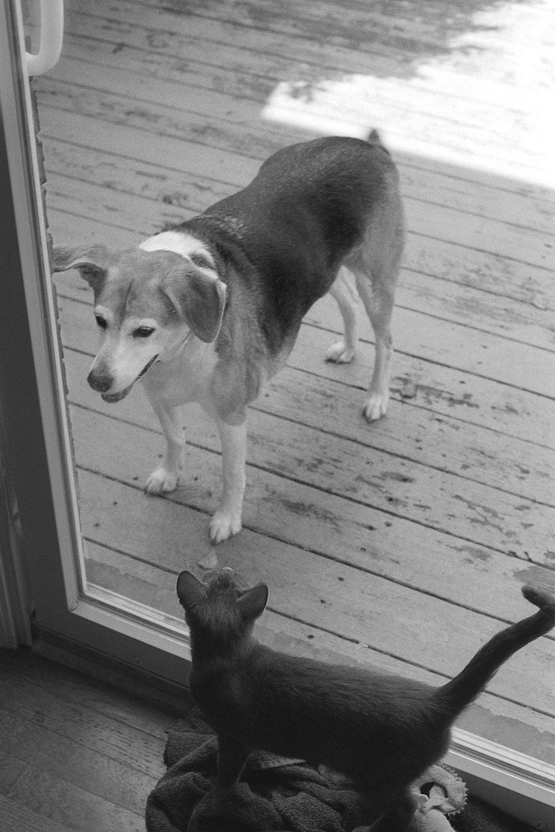 Kitten watching dog outside, KY, Nov. 2024