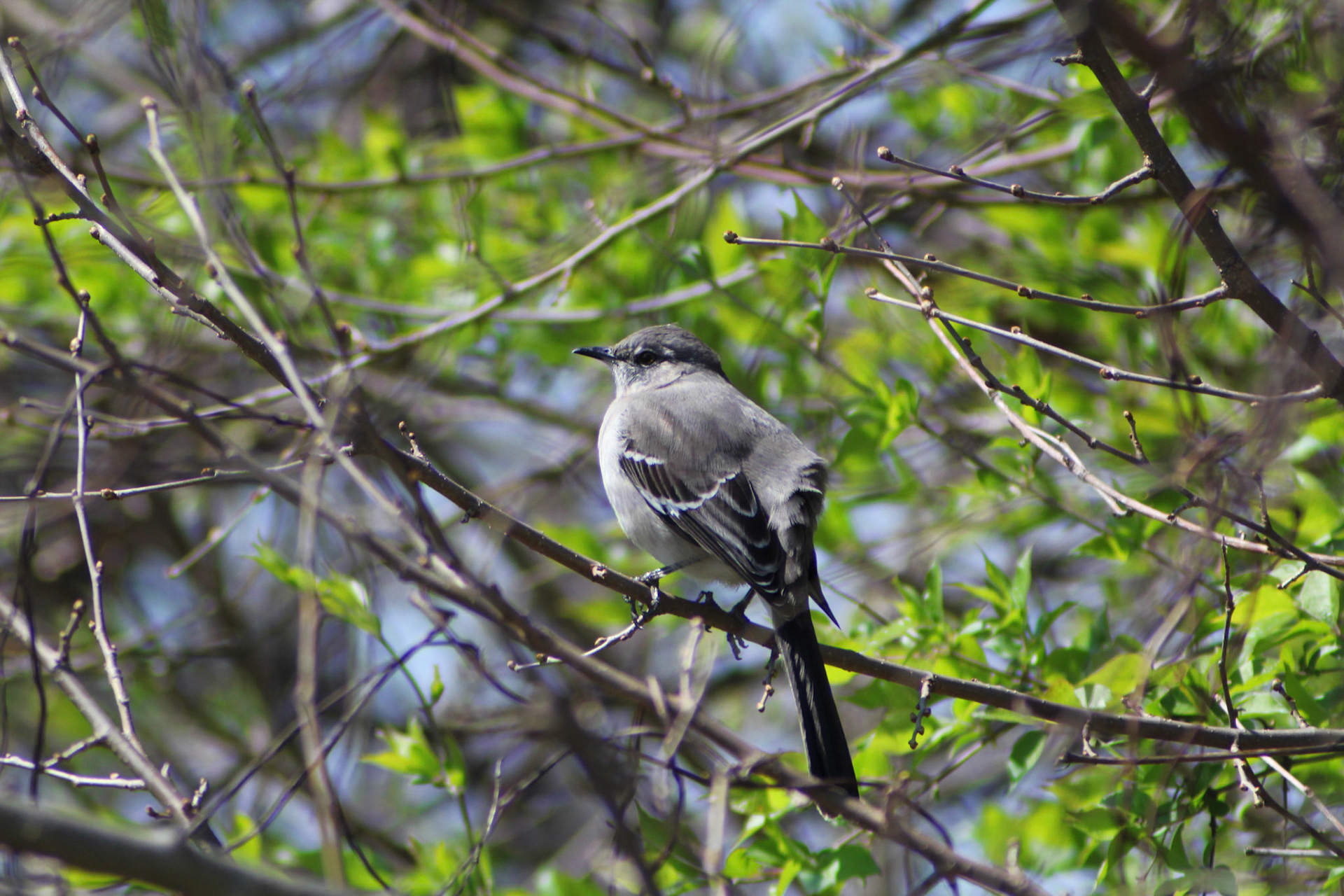 Northern mockingbird, Garvin Brown Nature Preserve, KY, Mar. 2024