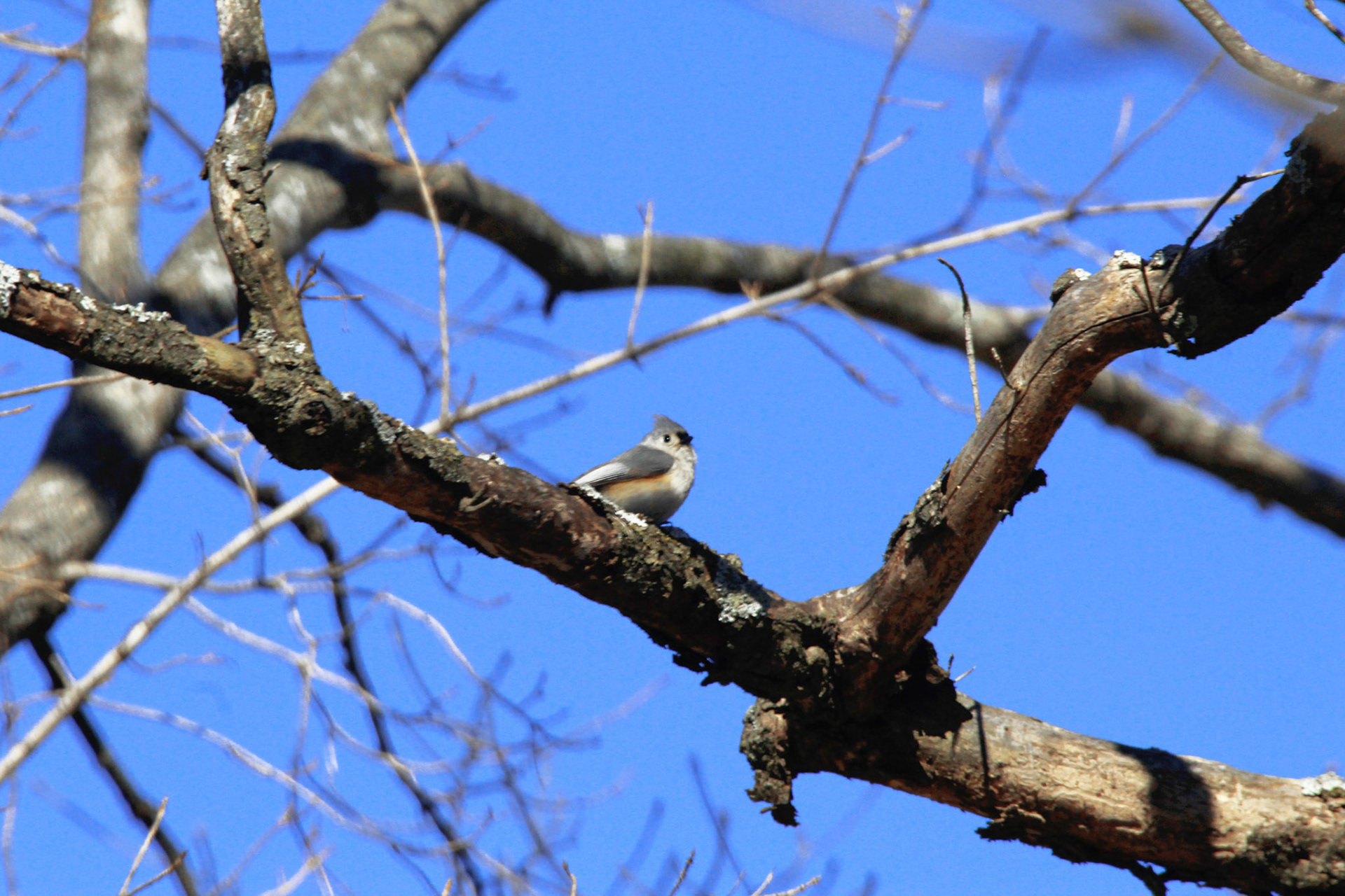 Tufted titmouse, Highview Park, KY, Mar. 2025
