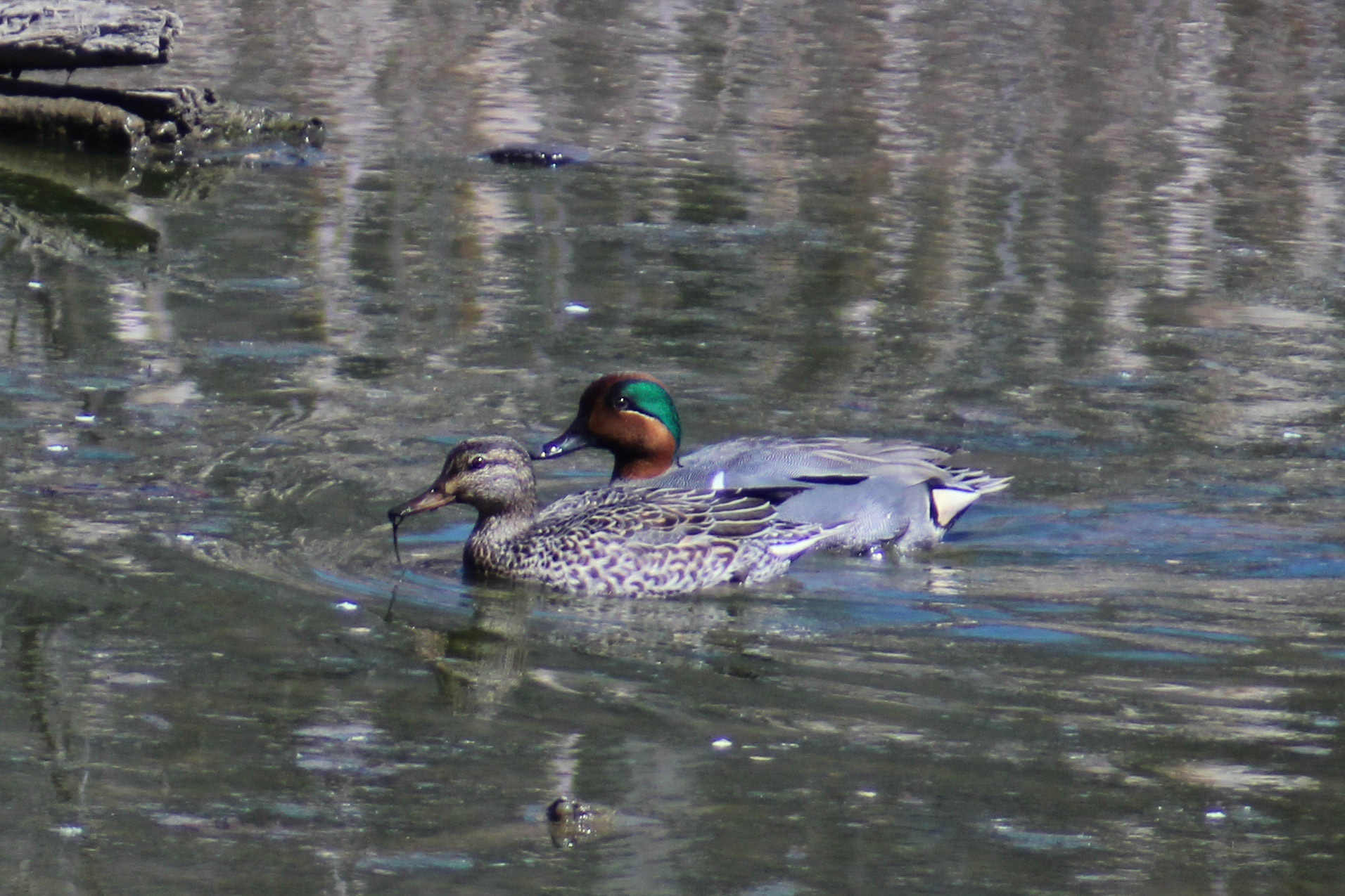 Pair of green-winged teals, Putney Pond, KY, Mar. 2024