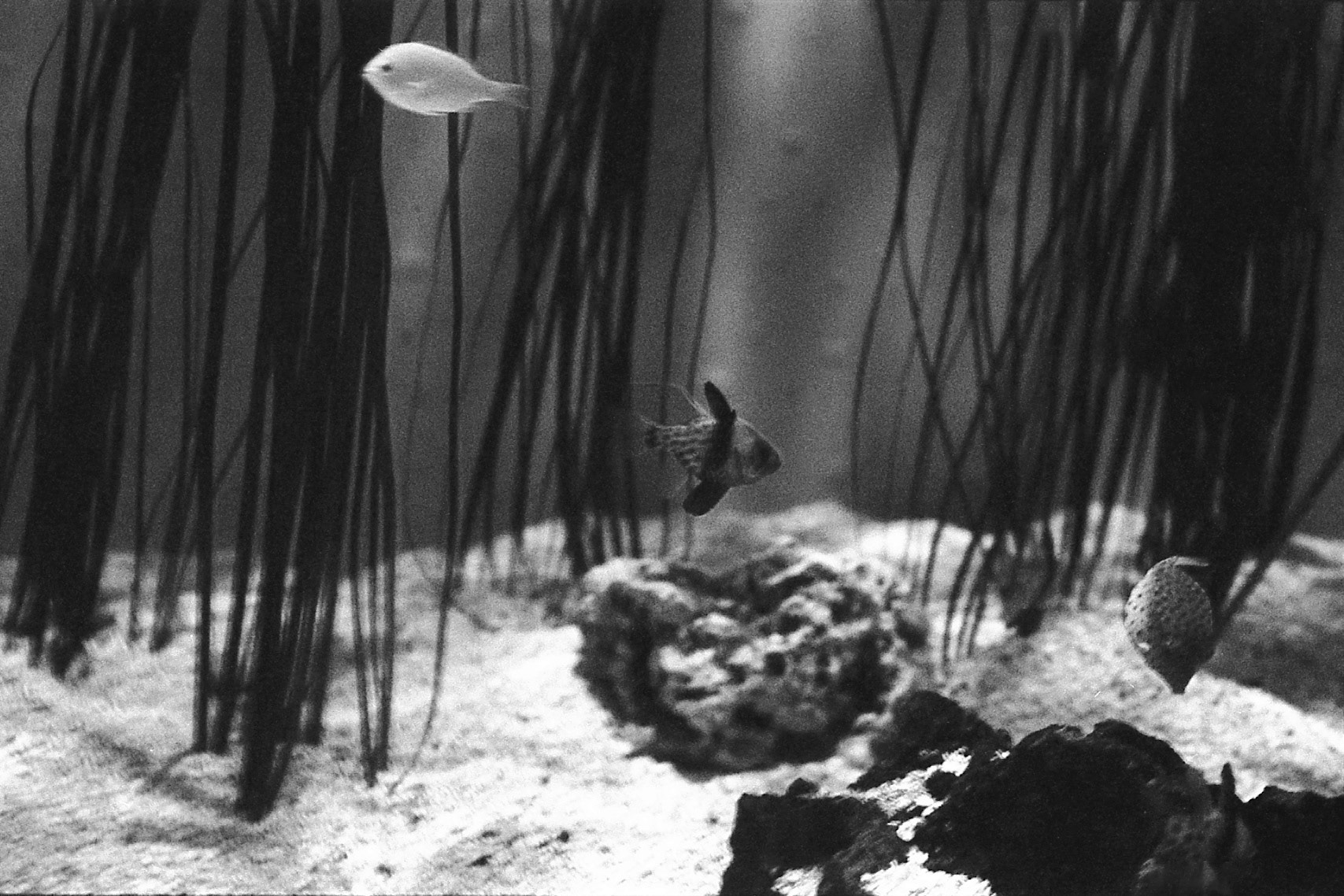 Newport Aquarium, KY, Nov. 2024