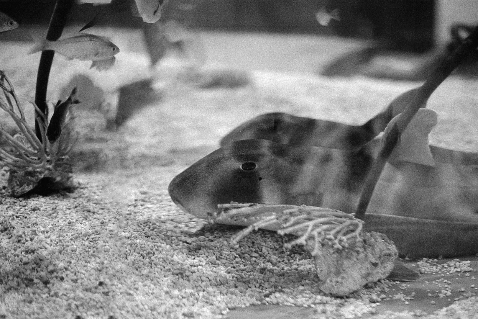 Newport Aquarium, KY, Nov. 2024