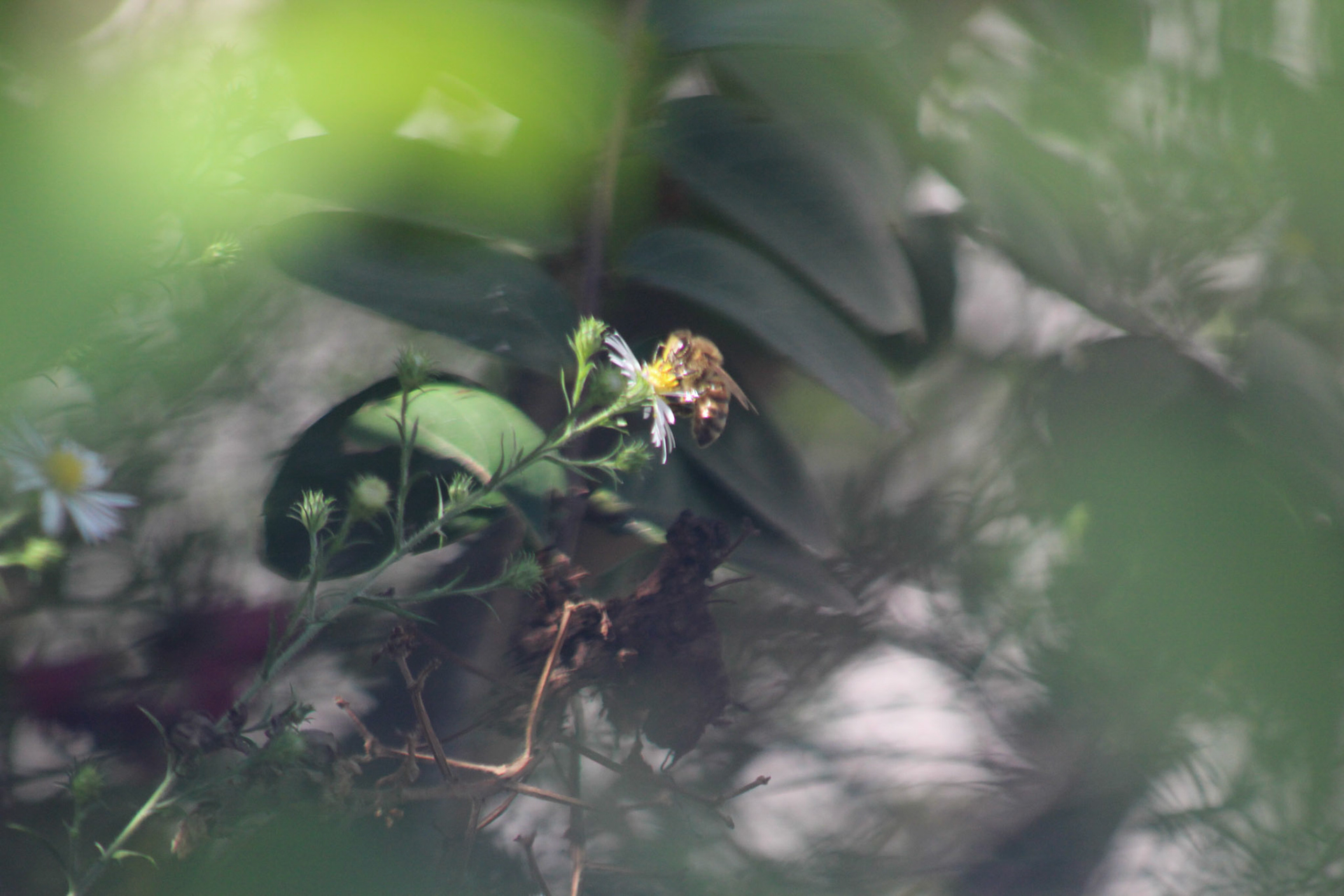 Bee on flower, KY, Sep. 2023