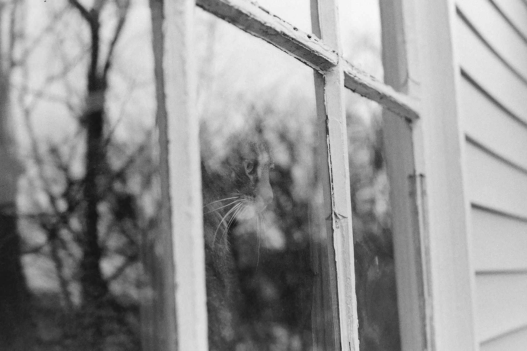 Cat looking out window, KY, Feb. 2024